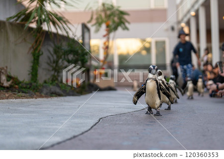 開普企鵝漫步 120360353