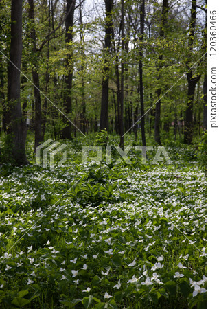Trillium flowers filling the forest 120360466