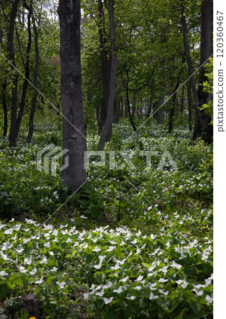 Trillium flowers filling the forest 120360467