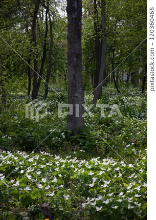 Trillium flowers filling the forest 120360468