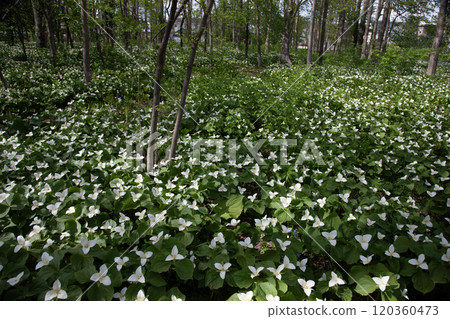 Trillium flowers filling the forest Trillium flowers filling the forest 120360473
