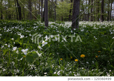Trillium flowers filling the forest Trillium flowers filling the forest 120360499