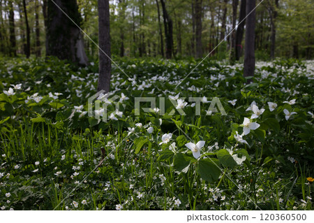 Trillium flowers filling the forest Trillium flowers filling the forest 120360500