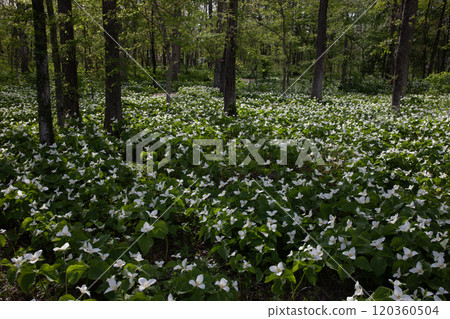 充滿森林的延齡草群 120360504