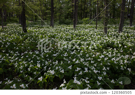 充滿森林的延齡草群 120360505