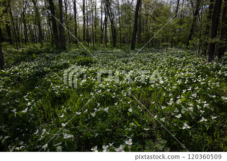 Trillium flowers filling the forest 120360509