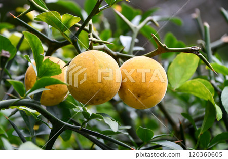 魚的果實 120360605