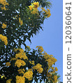 Yellow flower shines in the blue sky 120360641