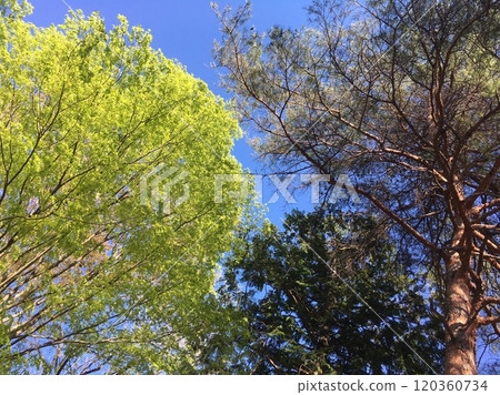 武藏九嶺森林公園景觀 120360734