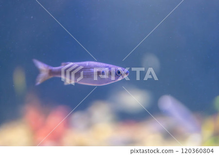 Cute goldenrod 120360804