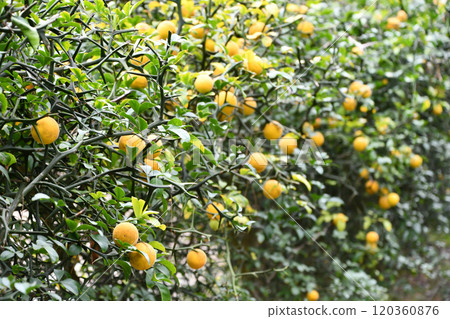 Fruit of the fish 120360876
