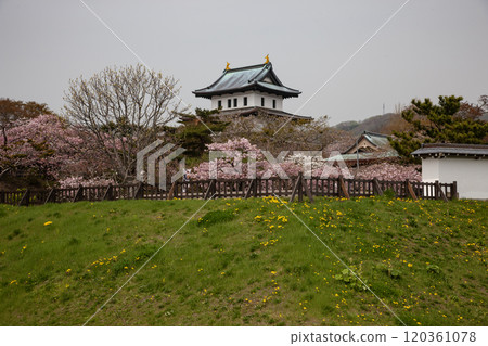 櫻花盛開和松前城 120361078
