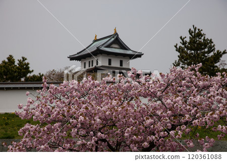 櫻花盛開和松前城 櫻花盛開和松前城 120361088