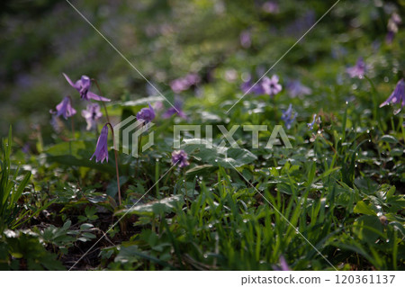 有開花的無菸煤的早春森林 120361137