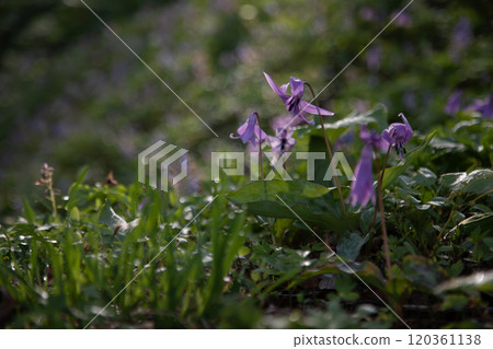 有開花的無菸煤的早春森林 120361138