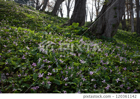 有開花的無菸煤的早春森林 120361142
