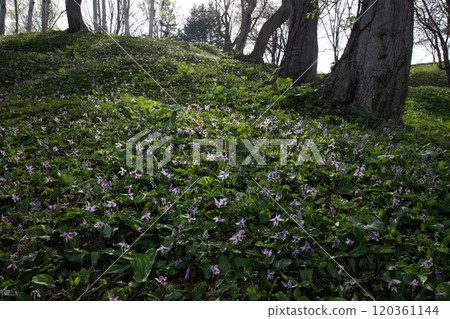 有開花的無菸煤的早春森林 120361144