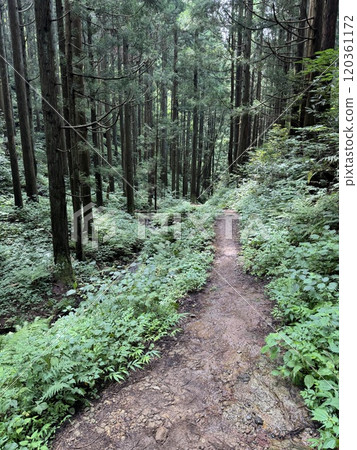 Summer hiking trail (Tateyama, Toyama Prefecture, Tateyama Town) Summer hiking trail (Tateyama, Toyama Prefecture, Tateyama Town) 120361172