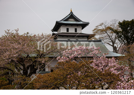 Sakura in full bloom and Matsumae Castle Sakura in full bloom and Matsumae Castle 120361217