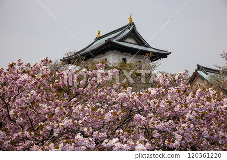 櫻花盛開和松前城 120361220