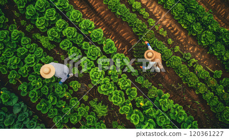 Farmers working in the field and harvesting, top view 120361227