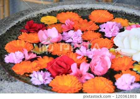 Hanatemizu: One-sided petals floating in Tesui Hanatemizu: One-sided petals floating in Tesui 120361803