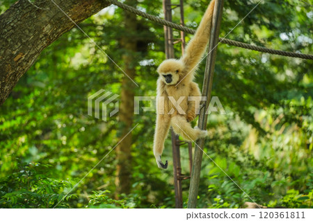 common gibbon or white-handed gibbon on tree common gibbon or white-handed gibbon on tree 120361811