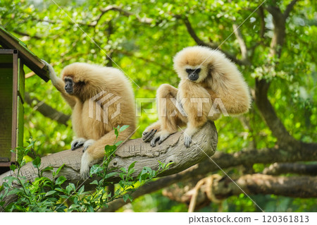 common gibbon or white-handed gibbon on tree 120361813