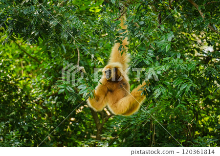 common gibbon or white-handed gibbon on tree 120361814