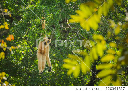 common gibbon or white-handed gibbon on tree common gibbon or white-handed gibbon on tree 120361817