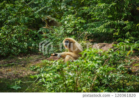 common gibbon or white-handed gibbon on tree 120361820