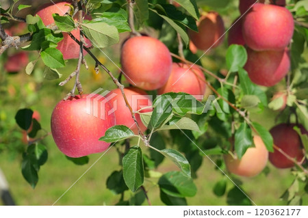 蘋果果在果園綠色背景的陽光下變紅Ver2 120362177