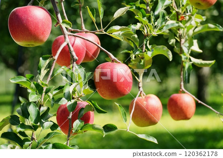 在果園的綠色背景下，陽光下變成紅色的蘋果果Ver1 120362178