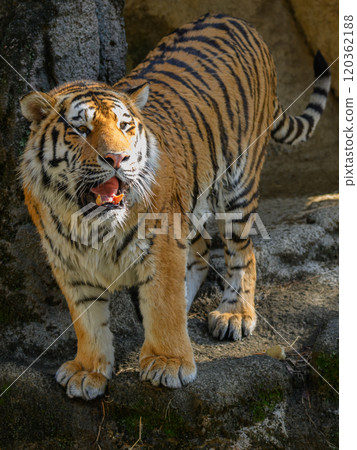 東北虎守衛 120362188