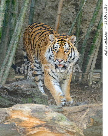 從竹林出現的東北虎 120362189