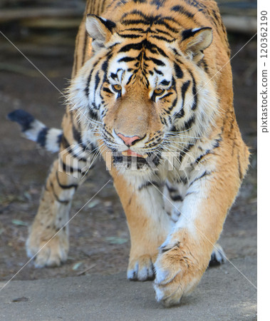 Amurtra令人生畏 120362190