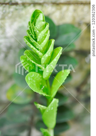 Zamioculcas zamifolia , Zanzibar Gem or ARACEAE and rain droplet 120362306