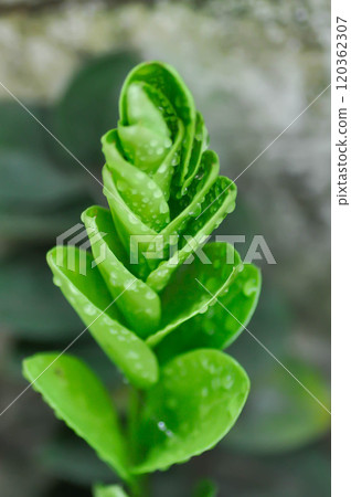 Zamioculcas zamifolia , Zanzibar Gem or ARACEAE and rain droplet Zamioculcas zamifolia , Zanzibar Gem or ARACEAE and rain droplet 120362307