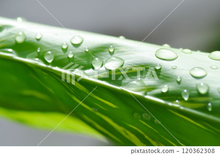 SynonymA sanderae, Variegated Shell Ginger or ZINGIBERACEAE or Alpinia sandrerae and rain droplet SynonymA sanderae, Variegated Shell Ginger or ZINGIBERACEAE or Alpinia sandrerae and rain droplet 120362308