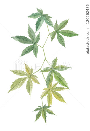 Watercolor drawing of sweet tea 120362486