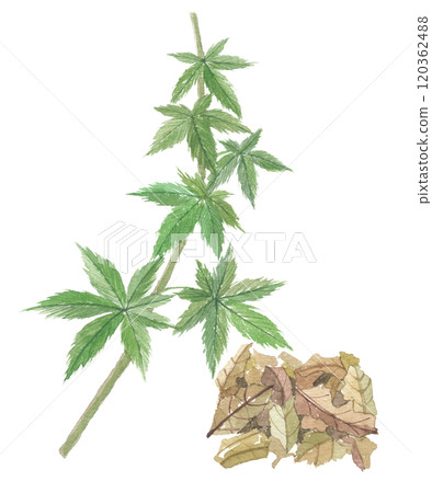 甜茶和茶葉畫水彩 甜茶和茶葉畫水彩 120362488