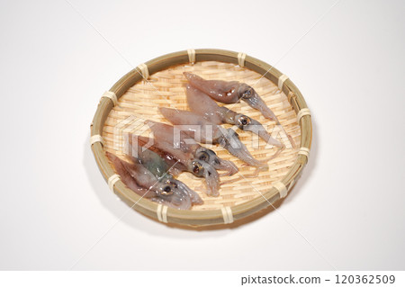 Raw firefly squid on a bamboo strainer 120362509