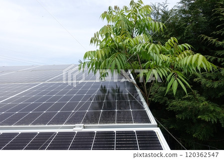 Solar panels affected by tree growth Solar panels affected by tree growth 120362547