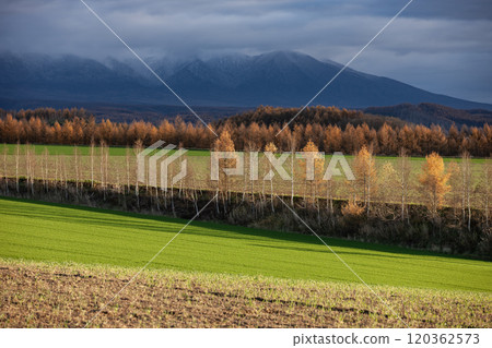 A land of autumnal larch trees A land of autumnal larch trees 120362573