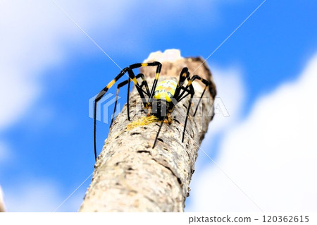Girl spider 120362615