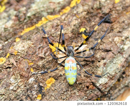 Girl spider 120362618
