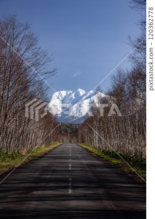 深秋的白樺林小徑 深秋的白樺林小徑 120362778