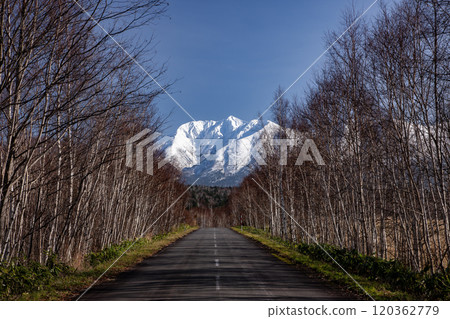 深秋的白樺林小徑 120362779