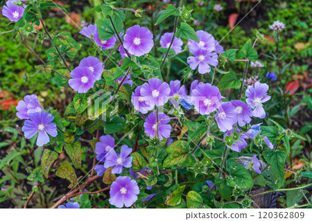 November: Purple petals of Anoda 120362809