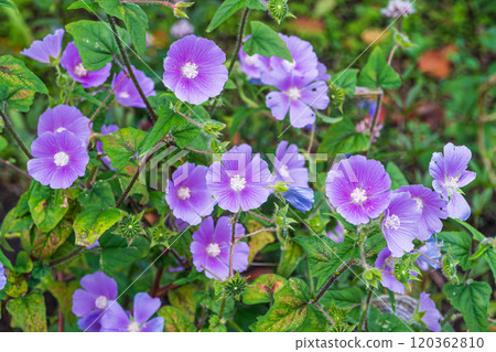 November: Purple petals of Anoda 120362810